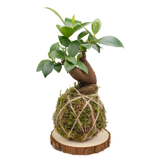 Ficus Ginseng